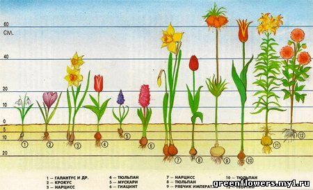 Агротехника луковичных культур