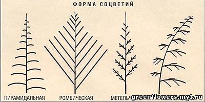 Астильба