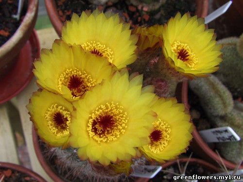 Нотокактус солнцелюбивый - Notocactus apricus