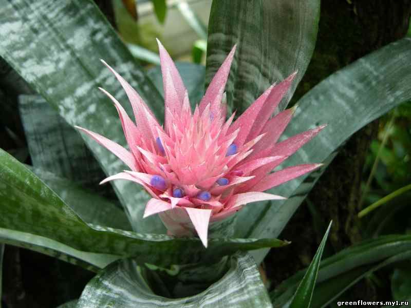 Эхмея полосатая - Aechmea fasciata