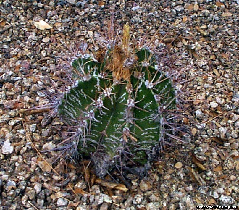 Астрофитум (Звездный кактус) / Astrophytum