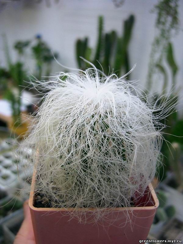 Цефалоцереус / Cephalocereus
