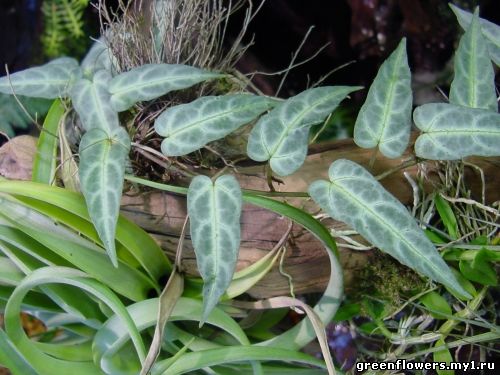 Cissus amazonica