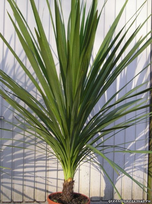 Кордилина / Cordyline