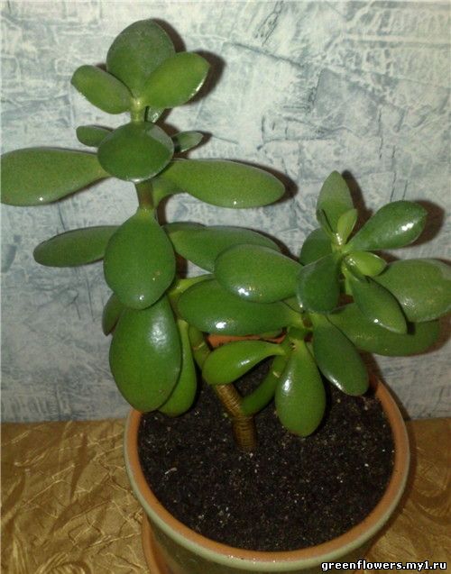 Толстянка / Crassula