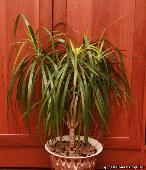 http://greenflowers.my1.ru/tsveti/1/Dracaena.jpg