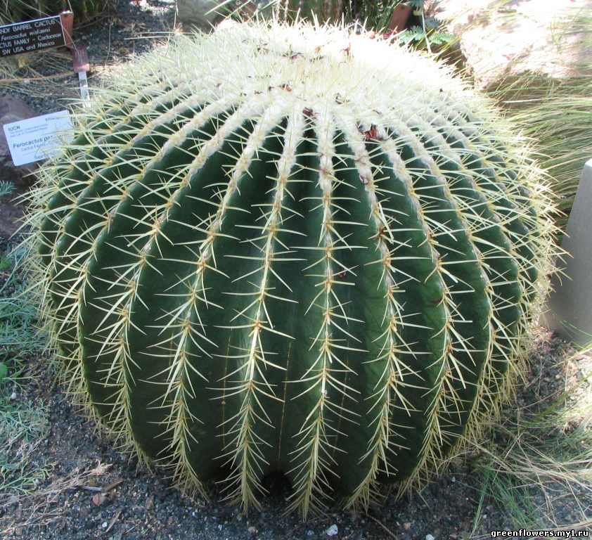 Эхинокактус / Echinocactus