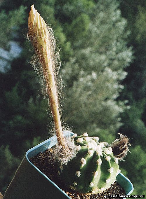 Эхинопсис Эйриеза - Echinopsis eyriesii