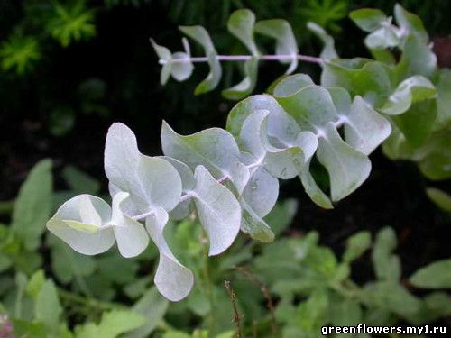 Эвкалипт пепельный, Eucalyptus cinerea