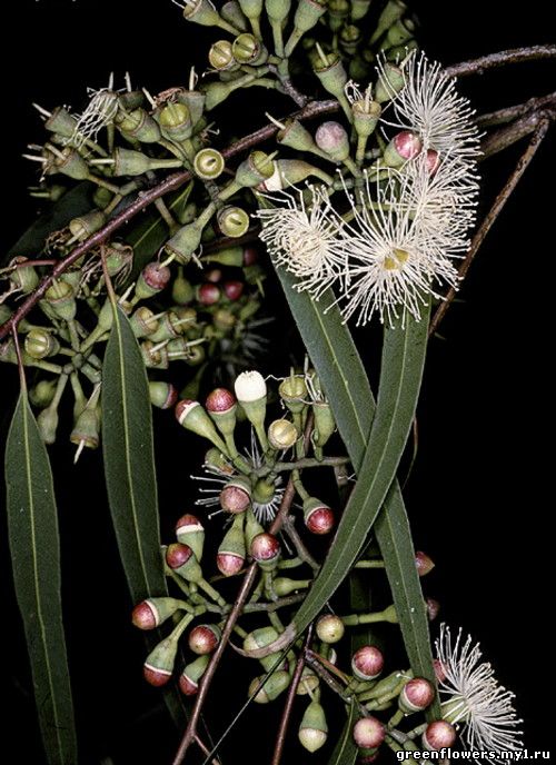 Эвкалипт лимонный, Eucalyptus citriodora