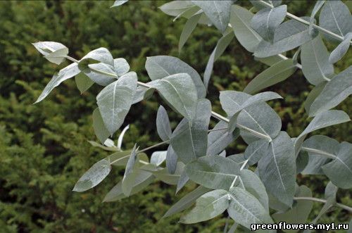 Эвкалипт шаровидный (Eucalyptus globulus Labill)