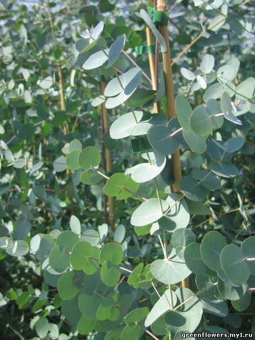 Эвкалипт Гунна Eucalyptus gunnii