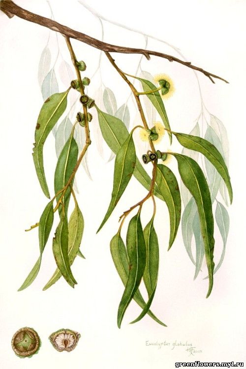 Эвкалипт Гунна Eucalyptus gunnii