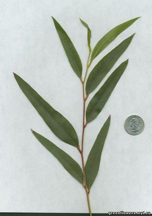 Эвкалипт прямой (Eucalyptus stricta Sieber ex Spreng.)