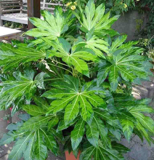 Фатсия (Аралия) / Fatsia (Aralia)