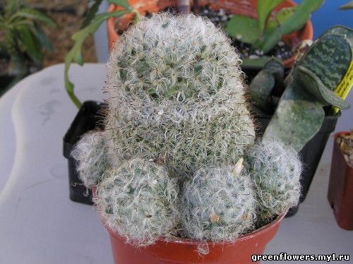 Mammilaria bocasana