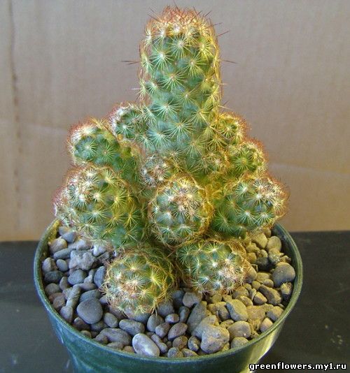 Маммилярия удлиненная - Mammilaria elongata
