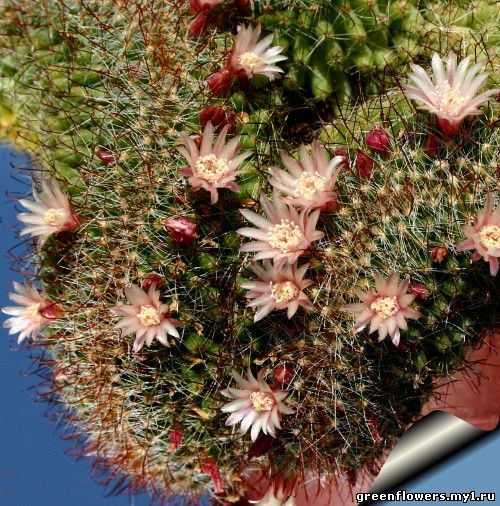 Маммилярия Вильда - Mammilaria wildii