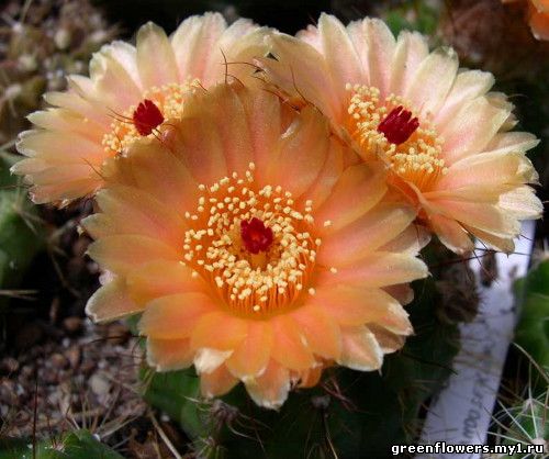 Нотокактус Отто - Notocactus ottonis