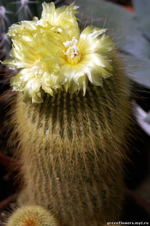 Notocactus leninghausii 