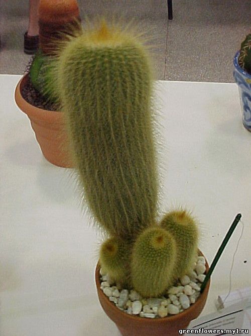 Нотокактус ленингхаузи - Notocactus leninghausii 