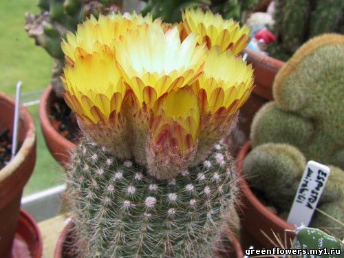 Нотокактус солнцелюбивый - Notocactus apricus