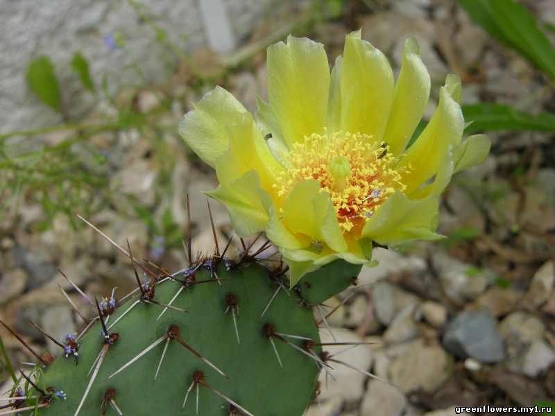 Опунция / Opuntia