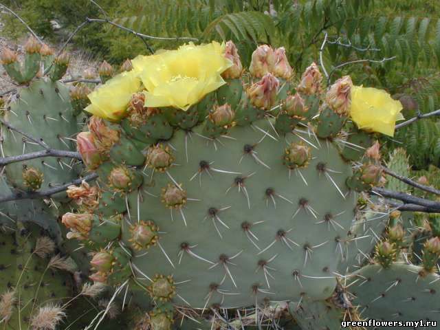 Opuntia phaeacantha