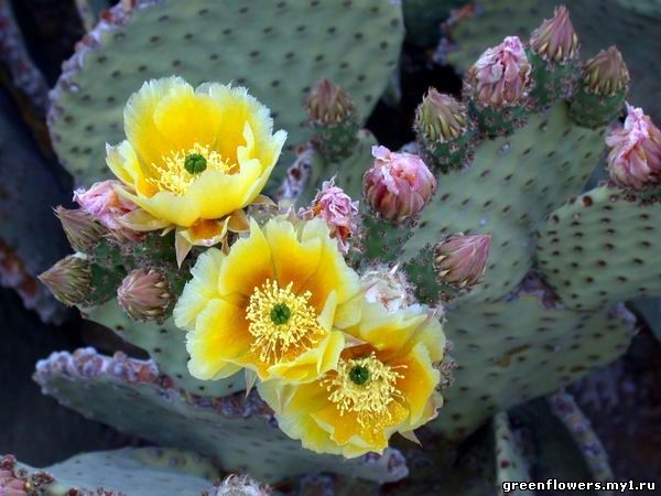 Opuntia rufida