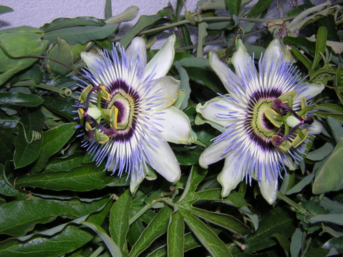 Пассифлора (Страстоцвет) / Passiflora