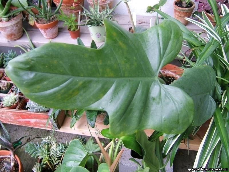 Филодендрон дваждыперистонадрезанный - Philodendron bipennifolium 