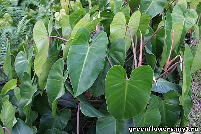 Филодендрон домашний - Philodendron domesticum