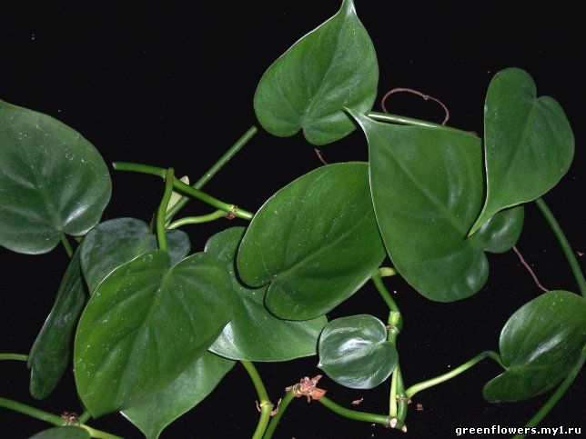 Филодендрон лазящий - Philodendron scandens