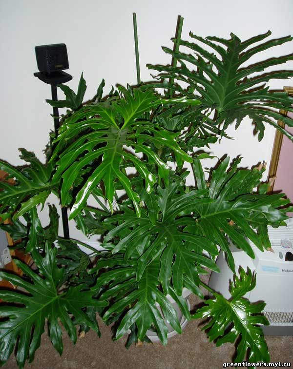 Филодендрон Селло - Philodendron selloum