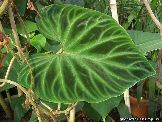 Филодендрон / Philodendron