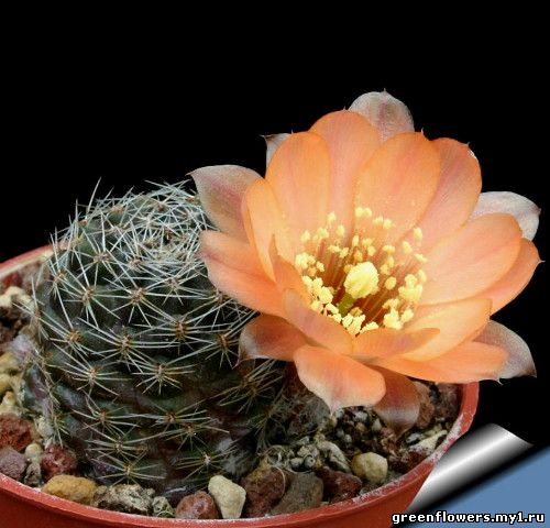 Ребуция карликовая - Rebutia pygmaea