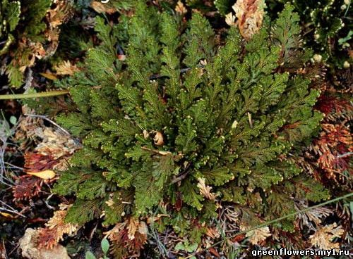 Селагинелла чешуелистная - Selaginella lepidophylla