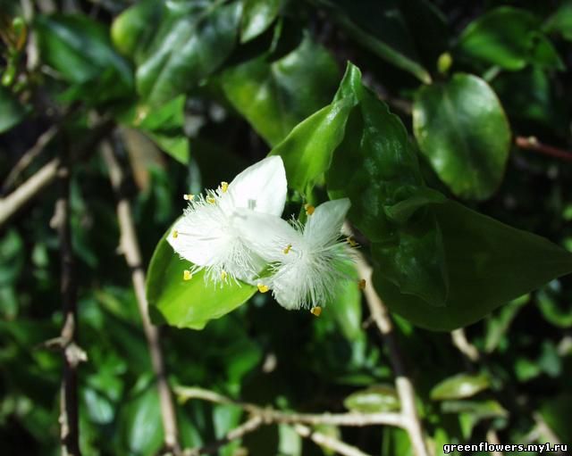 Традесканция приречная - Tradescantia fluminensis Vell