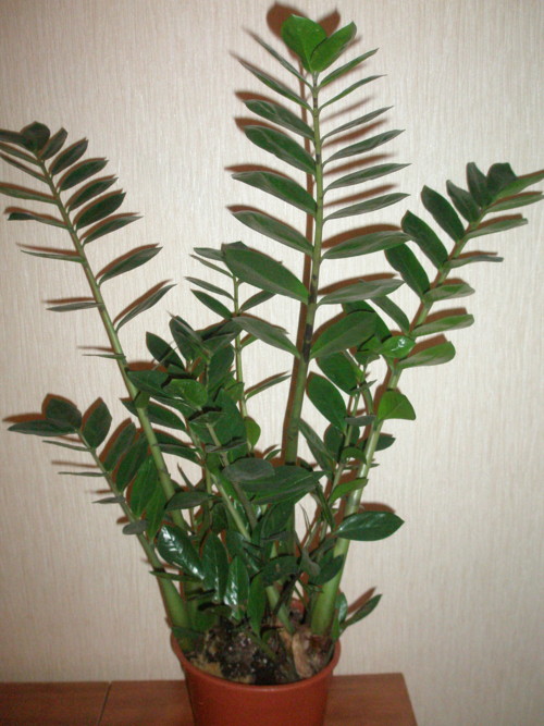 Замиокулькас / Zamioculcas