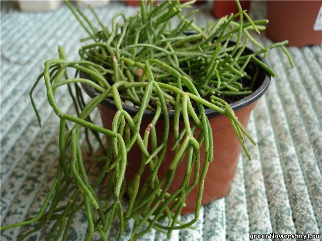 Rhipsalis