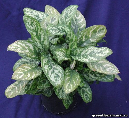 Аглаонема / Aglaonema