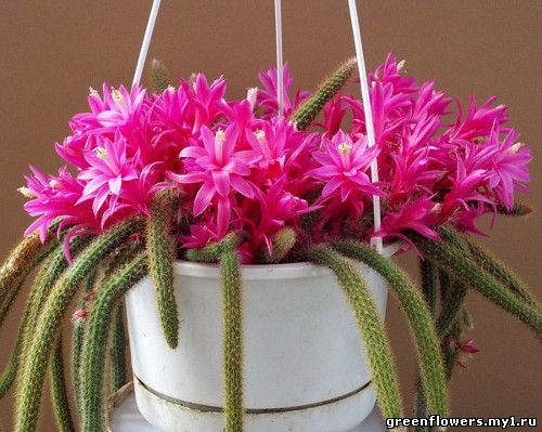 Апорокактус / Aporocactus