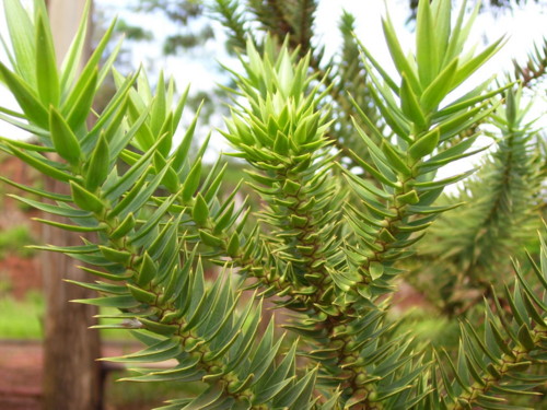 Араукария / Araucaria 