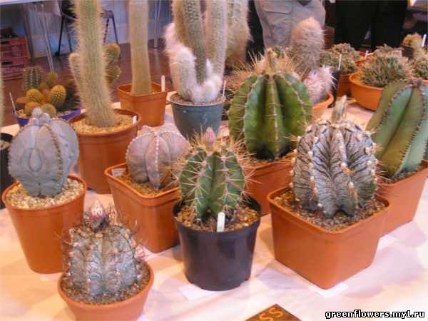 Astrophytum