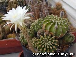 Эхинопсис / Echinopsis