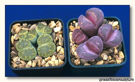 Литопс / Lithops