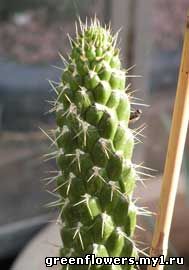 Opuntia cilindrica