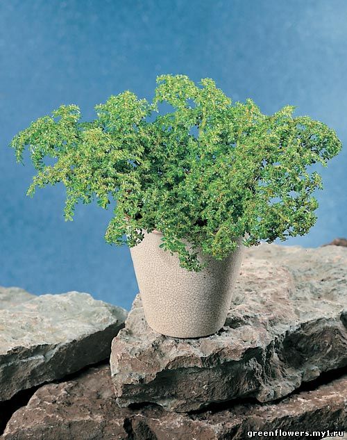 Пилея мелколистная - Pilea microphylla