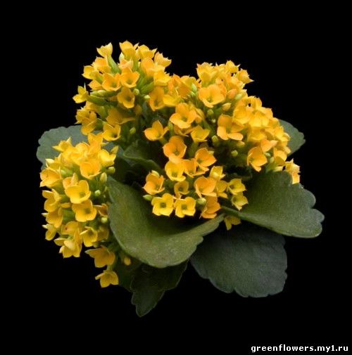 Kalanchoe