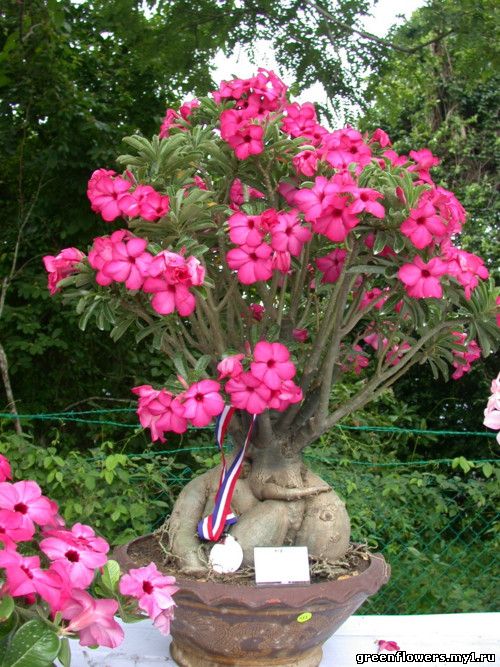 Adenium